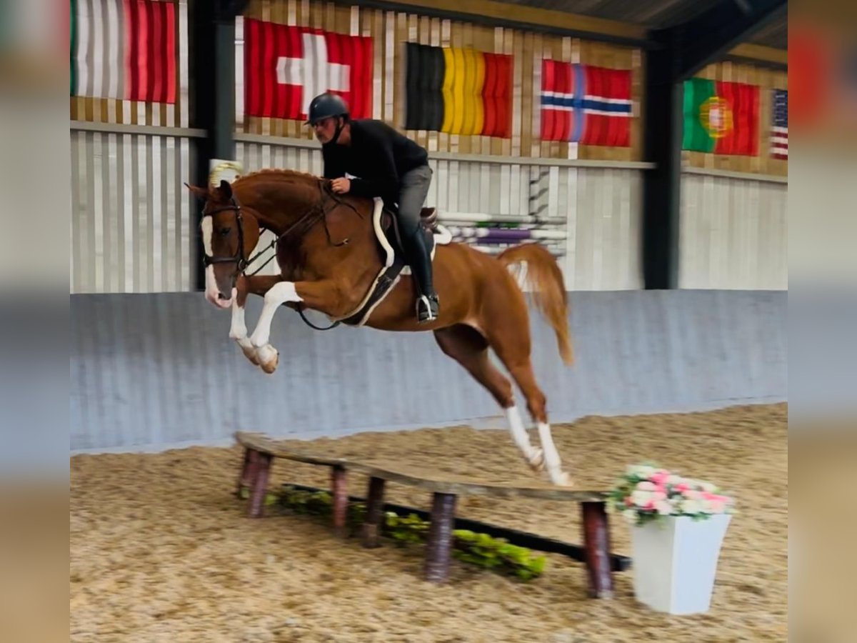 Zangersheide Ruin 5 Jaar 170 cm Vos in GROTE-BROGEL