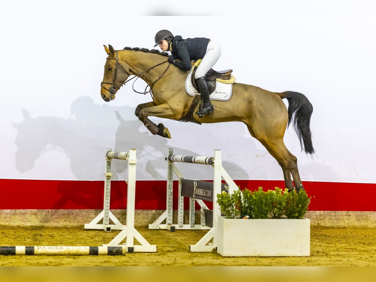 Zangersheide Ruin 5 Jaar 171 cm Bruin in Waddinxveen