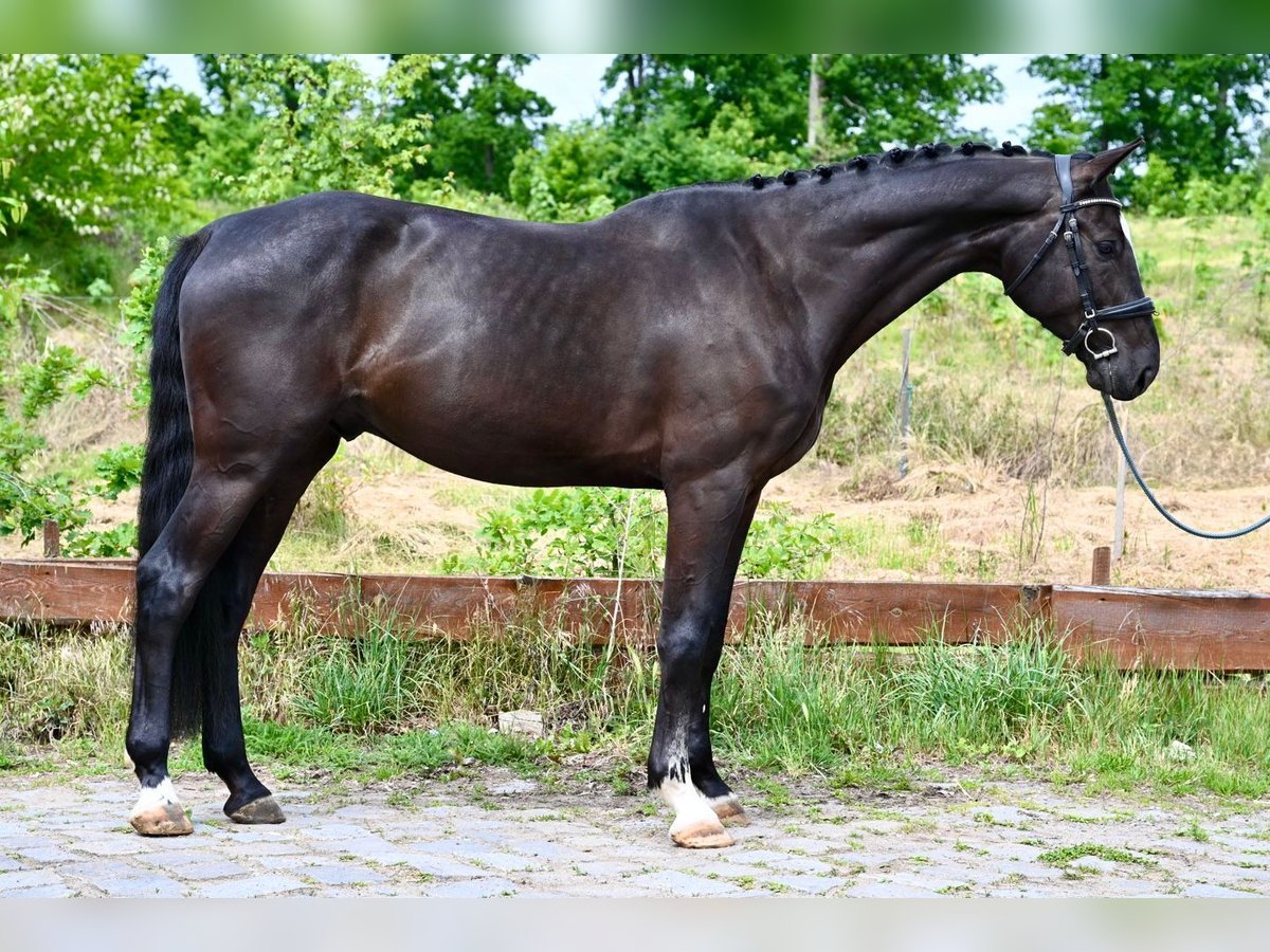 Zangersheide Ruin 5 Jaar 172 cm Zwart in Brno