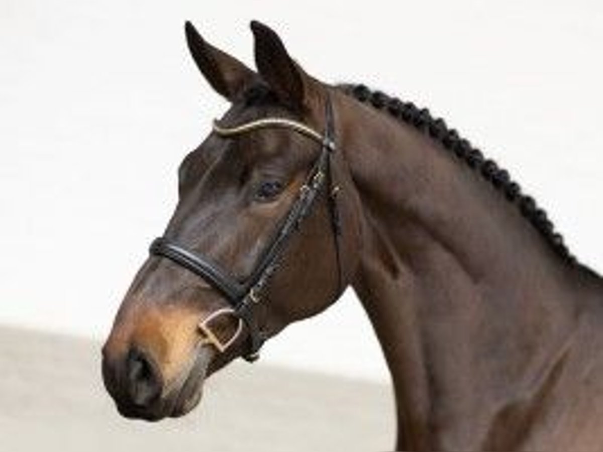 Zangersheide Ruin 5 Jaar 177 cm Donkerbruin in Heerde