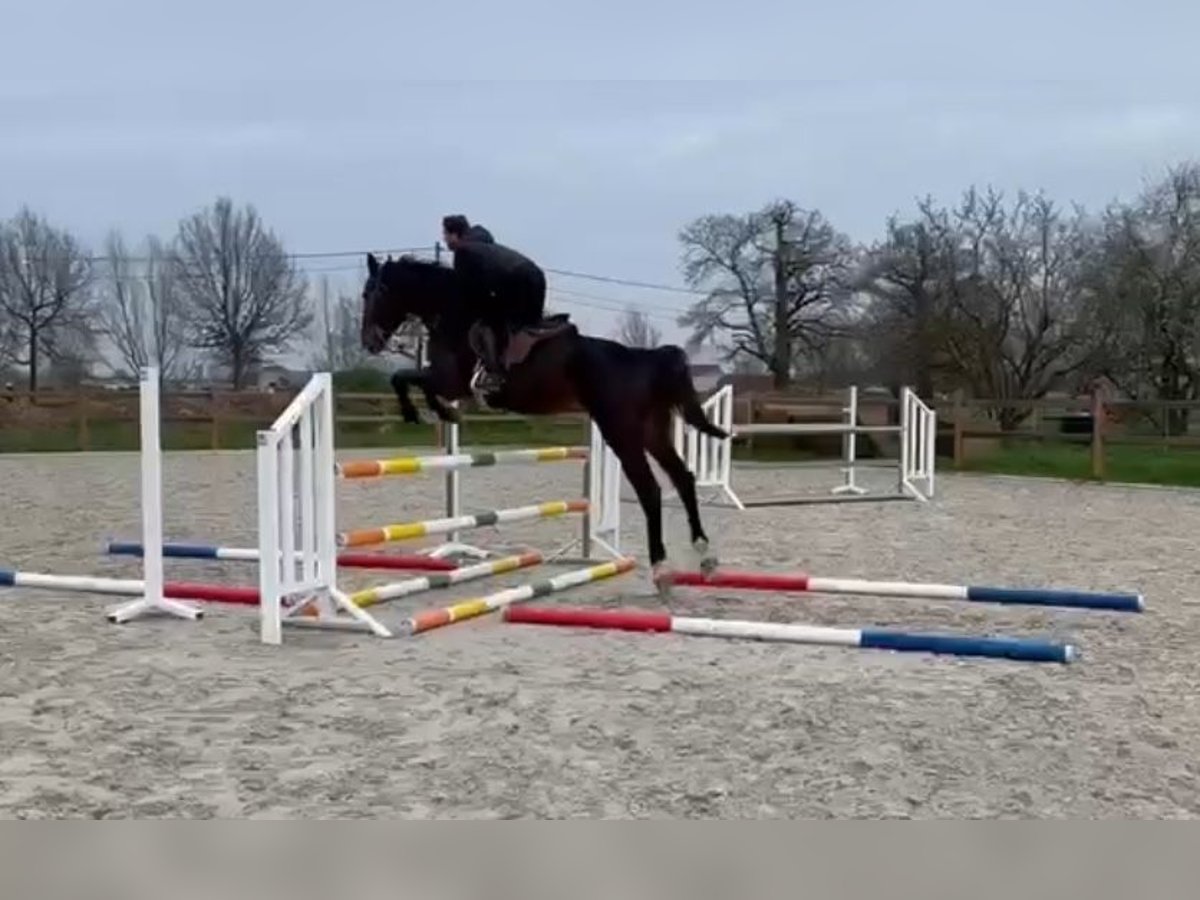 Zangersheide Ruin 5 Jaar 180 cm Donkerbruin in Melsele