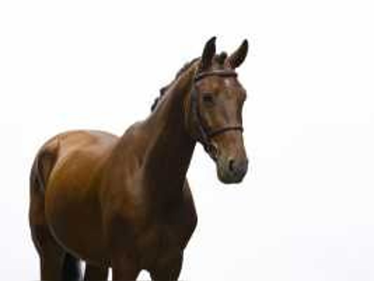 Zangersheide Ruin 6 Jaar 161 cm Donkerbruin in Waddinxveen