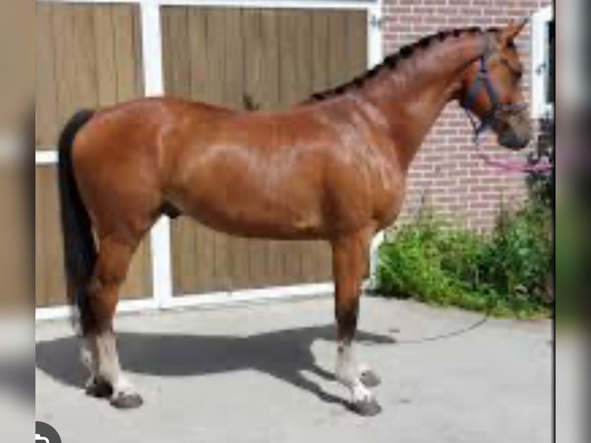 Zangersheide Ruin 6 Jaar 162 cm Donkerbruin in Geraardsbergen