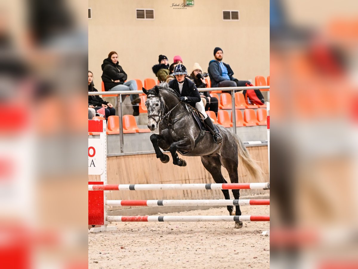 Zangersheide Ruin 6 Jaar 164 cm Schimmel in Rzeczna