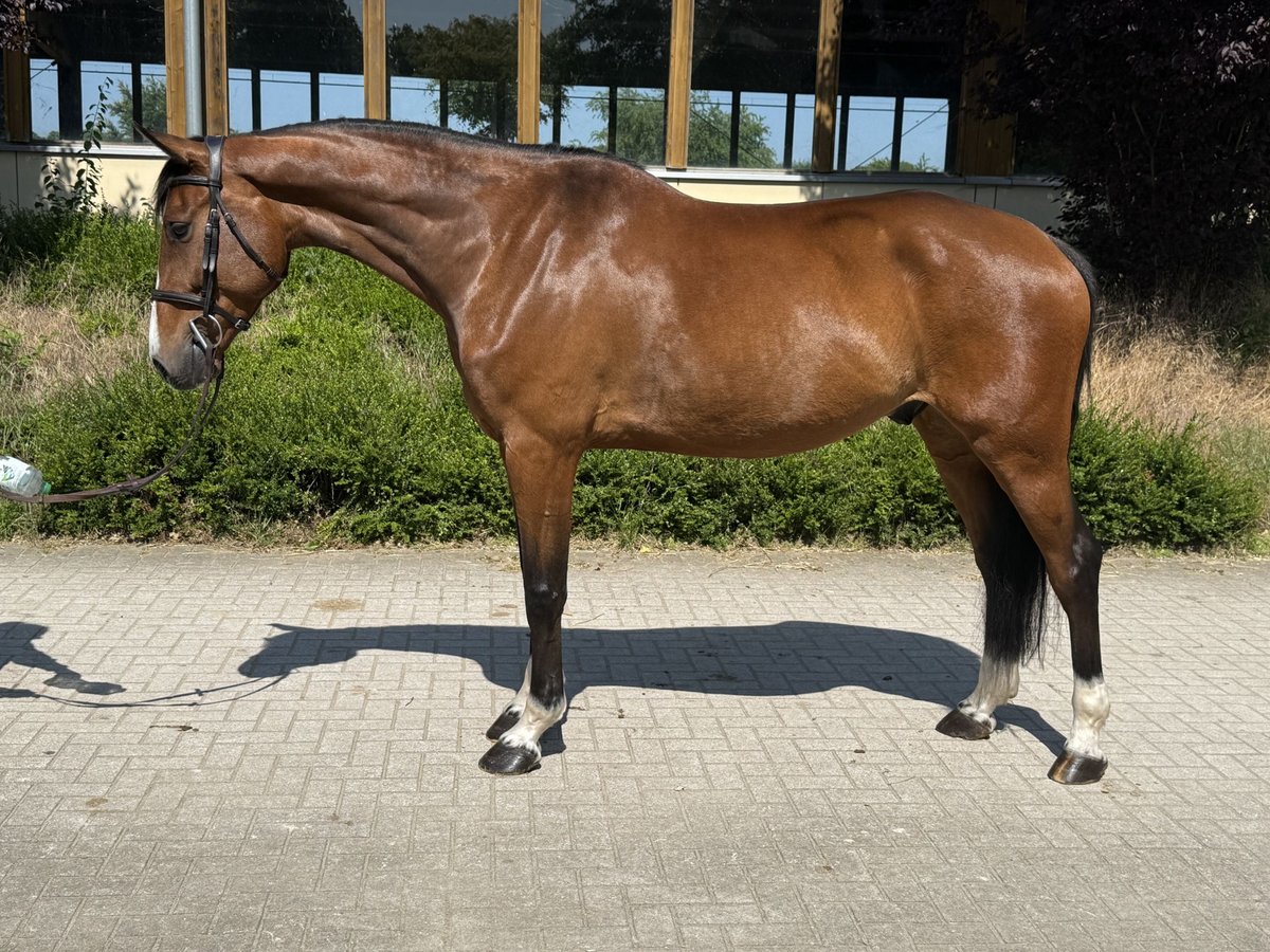 Zangersheide Ruin 6 Jaar 168 cm Bruin in Sassenberg