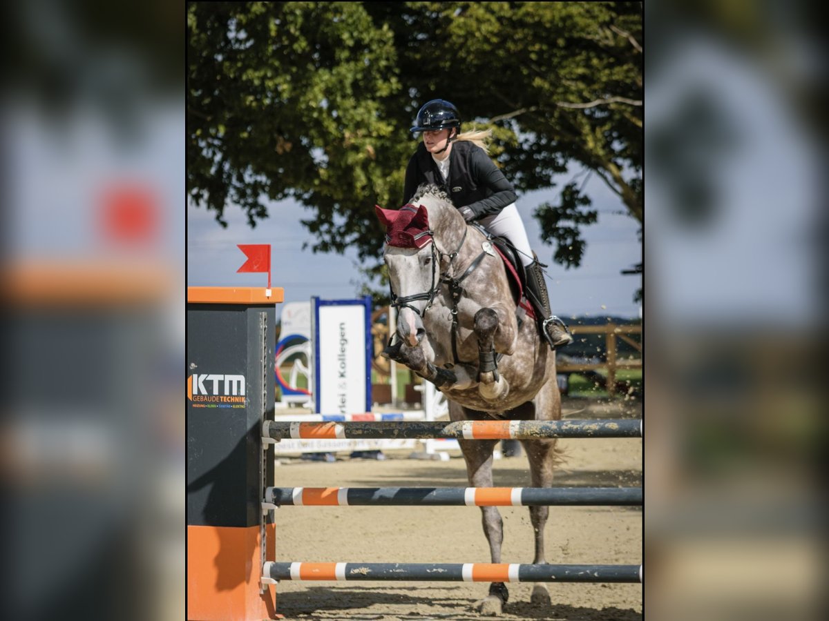 Zangersheide Ruin 6 Jaar 175 cm Appelschimmel in Soest