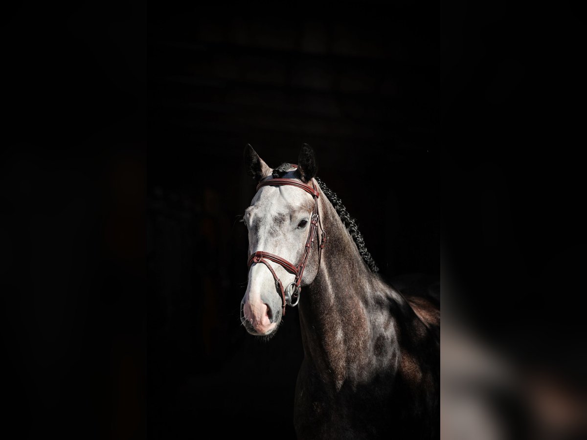 Zangersheide Ruin 6 Jaar Schimmel in Lastrup