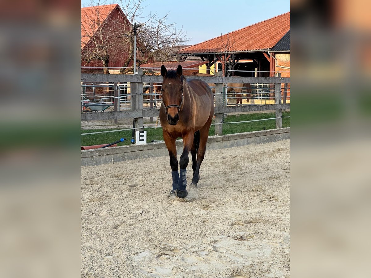Zangersheide Ruin 7 Jaar 165 cm Bruin in Gronau (Leine)