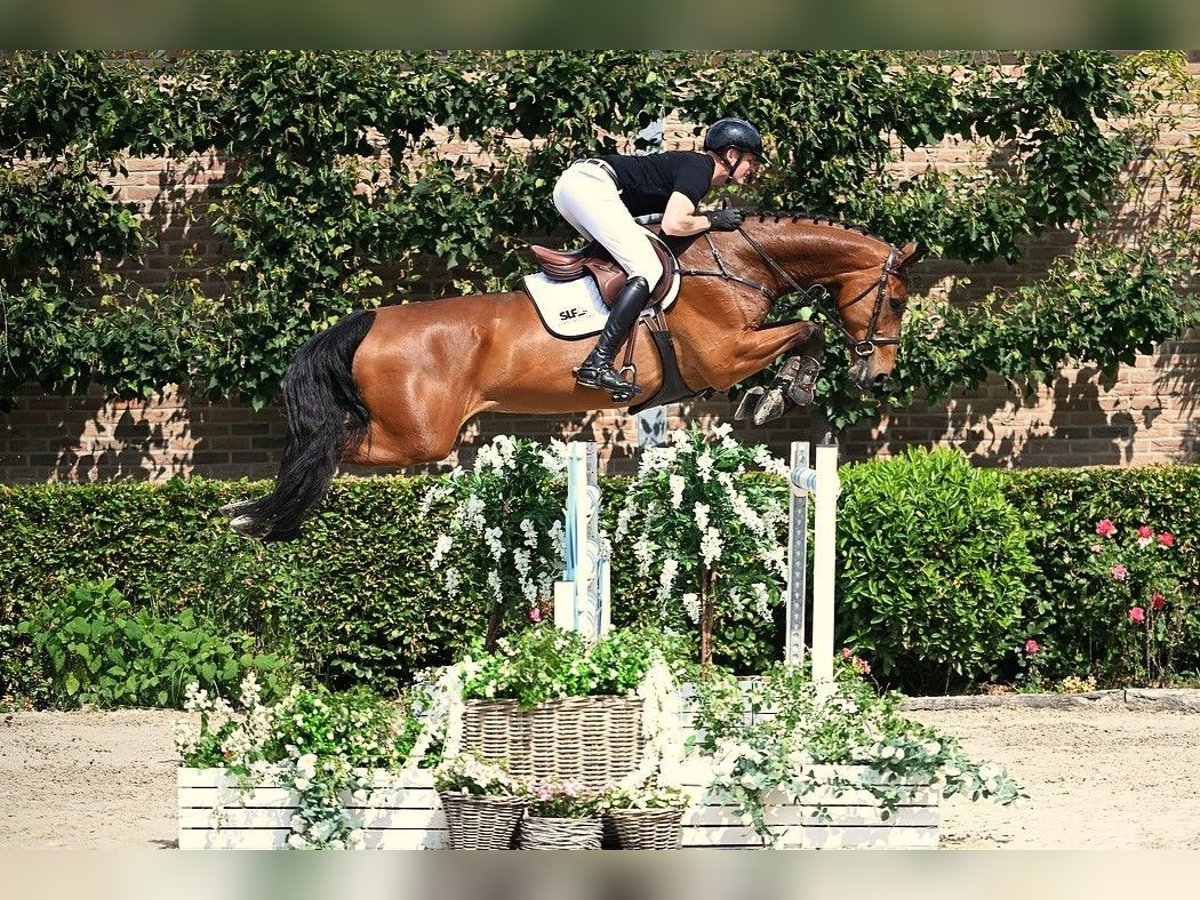 Zangersheide Ruin 7 Jaar 174 cm Bruin in Bladel
