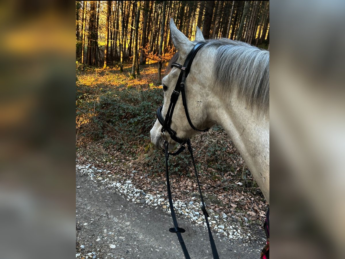 Zangersheide Ruin 8 Jaar 168 cm Zwartschimmel in Auen