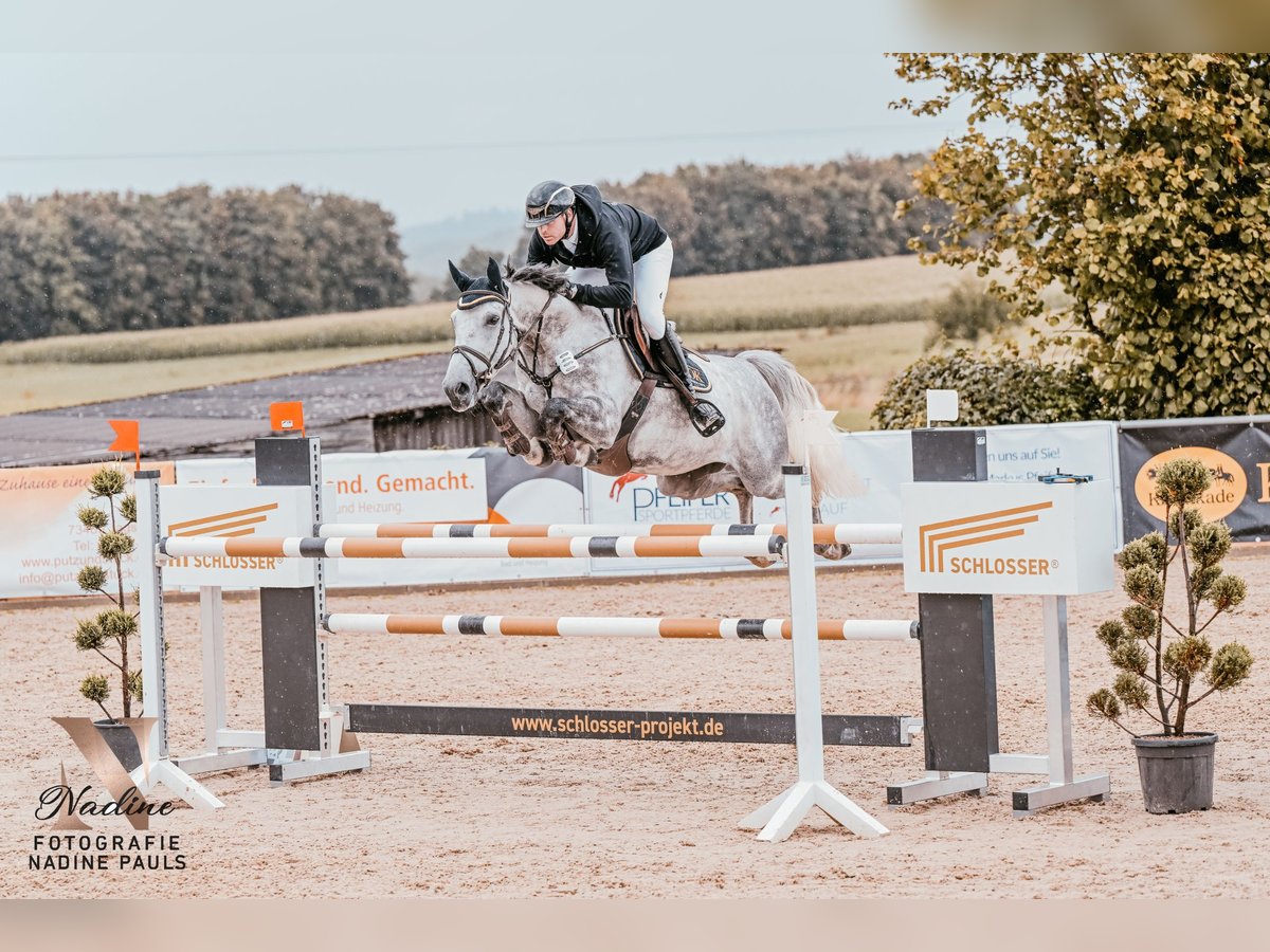 Zangersheide Ruin 9 Jaar 167 cm Schimmel in Gerstetten