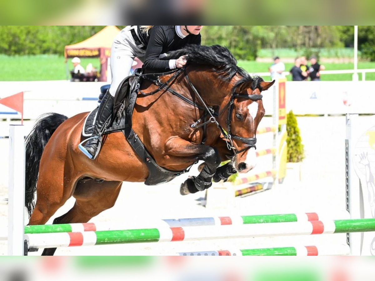 Zangersheide Ruin 9 Jaar 168 cm Roodbruin in Warsaw