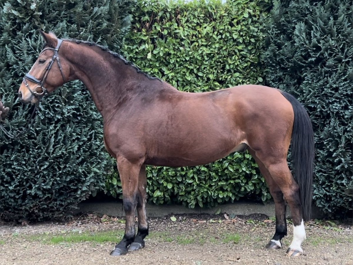 Zangersheide Ruin 9 Jaar 169 cm Bruin in Oud Gastel