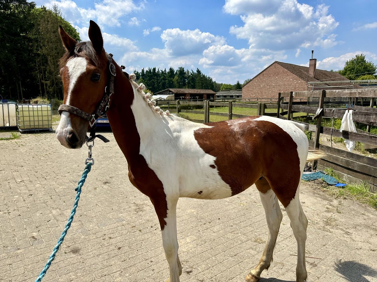 Zangersheide Semental 1 año 140 cm Tobiano-todas las-capas in KoerseL