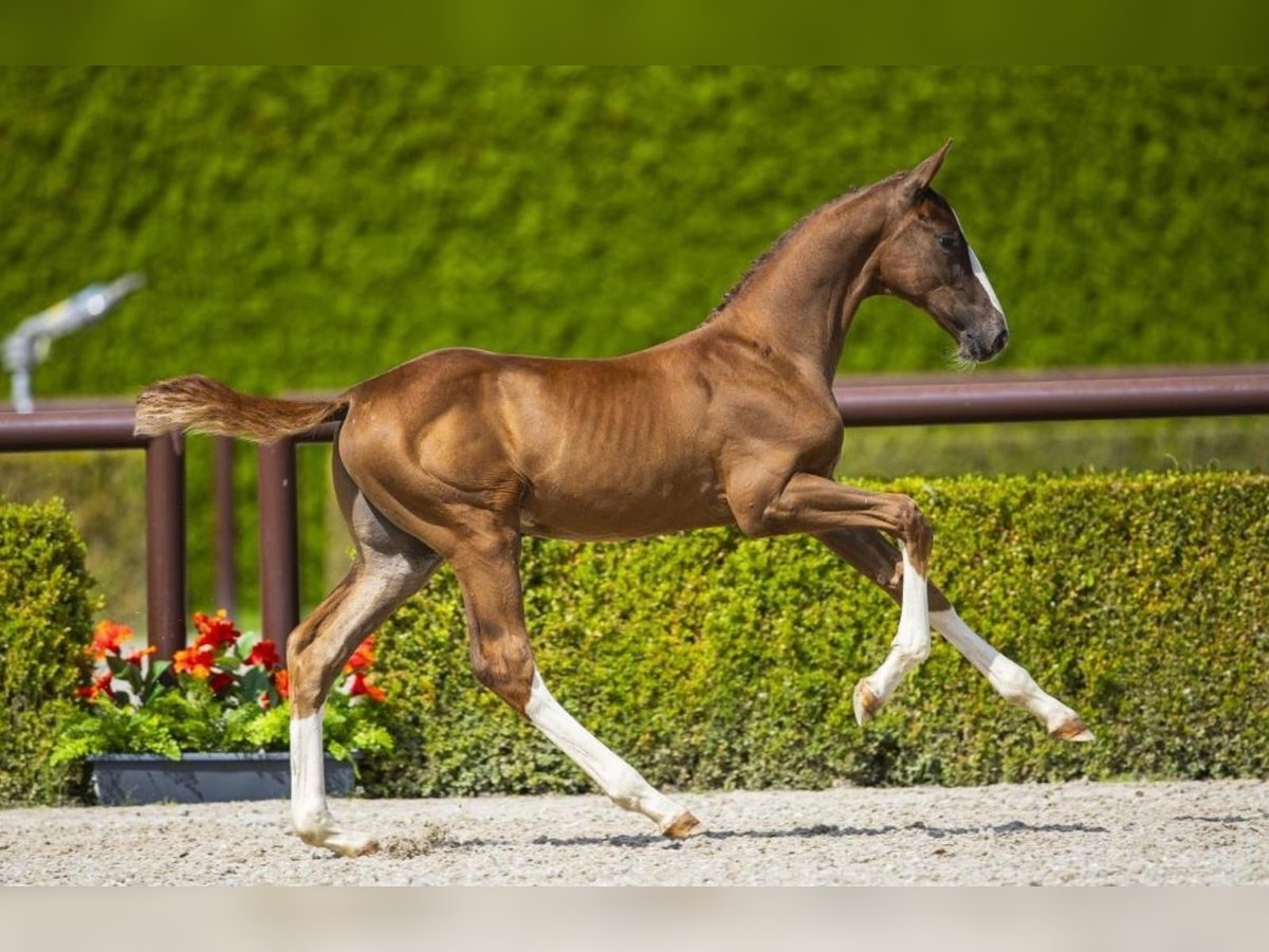 Zangersheide Semental 1 año 155 cm Alazán in Nuenen