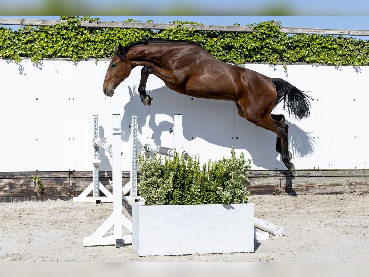 Zangersheide Semental 1 año 155 cm in Waddinxveen
