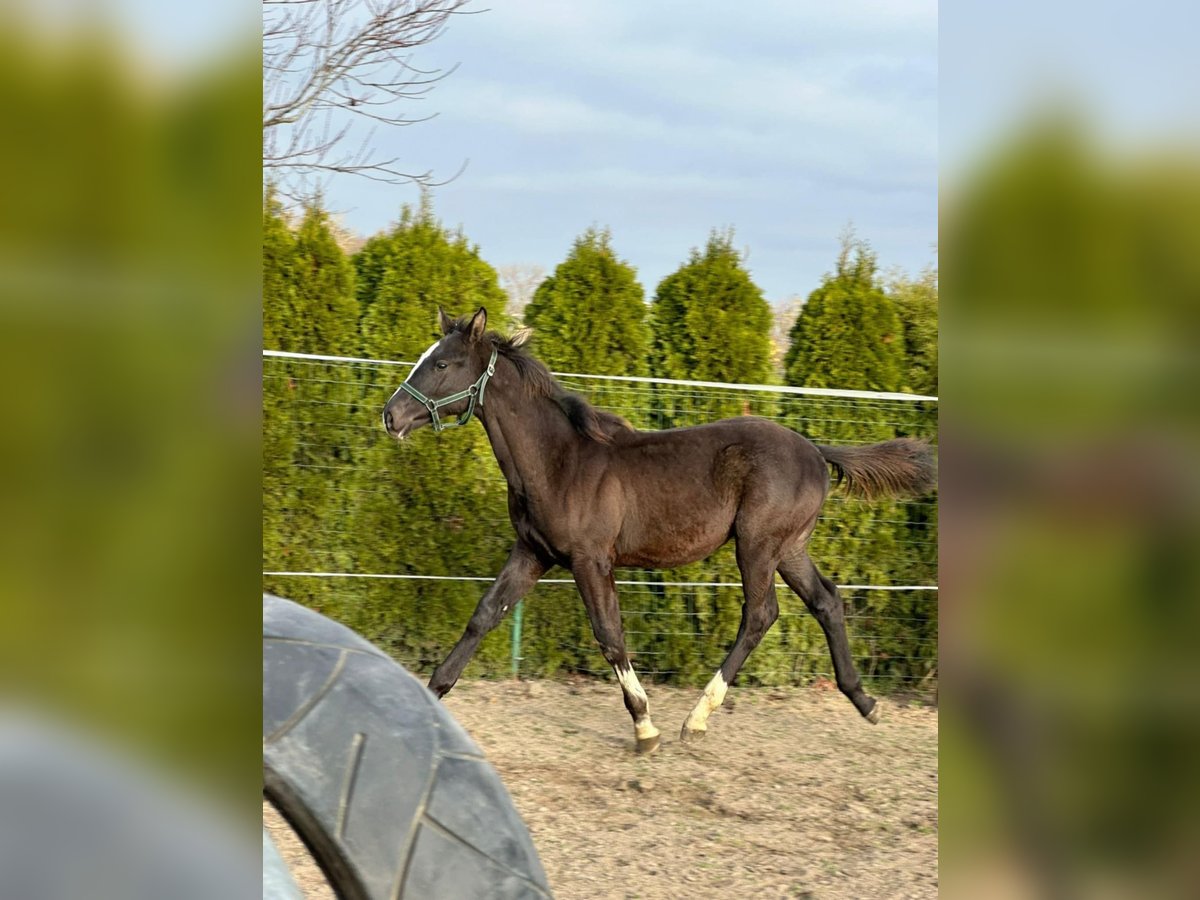 Zangersheide Mestizo Semental 1 año 175 cm Negro in Karmin