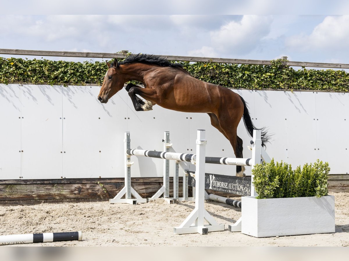 Zangersheide Semental 2 años 160 cm Castaño in Waddinxveen