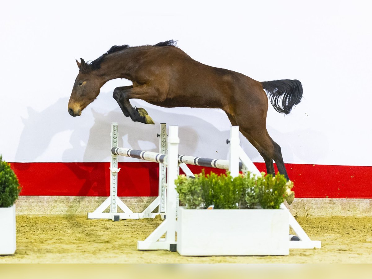 Zangersheide Semental 2 años 163 cm Castaño in Waddinxveen