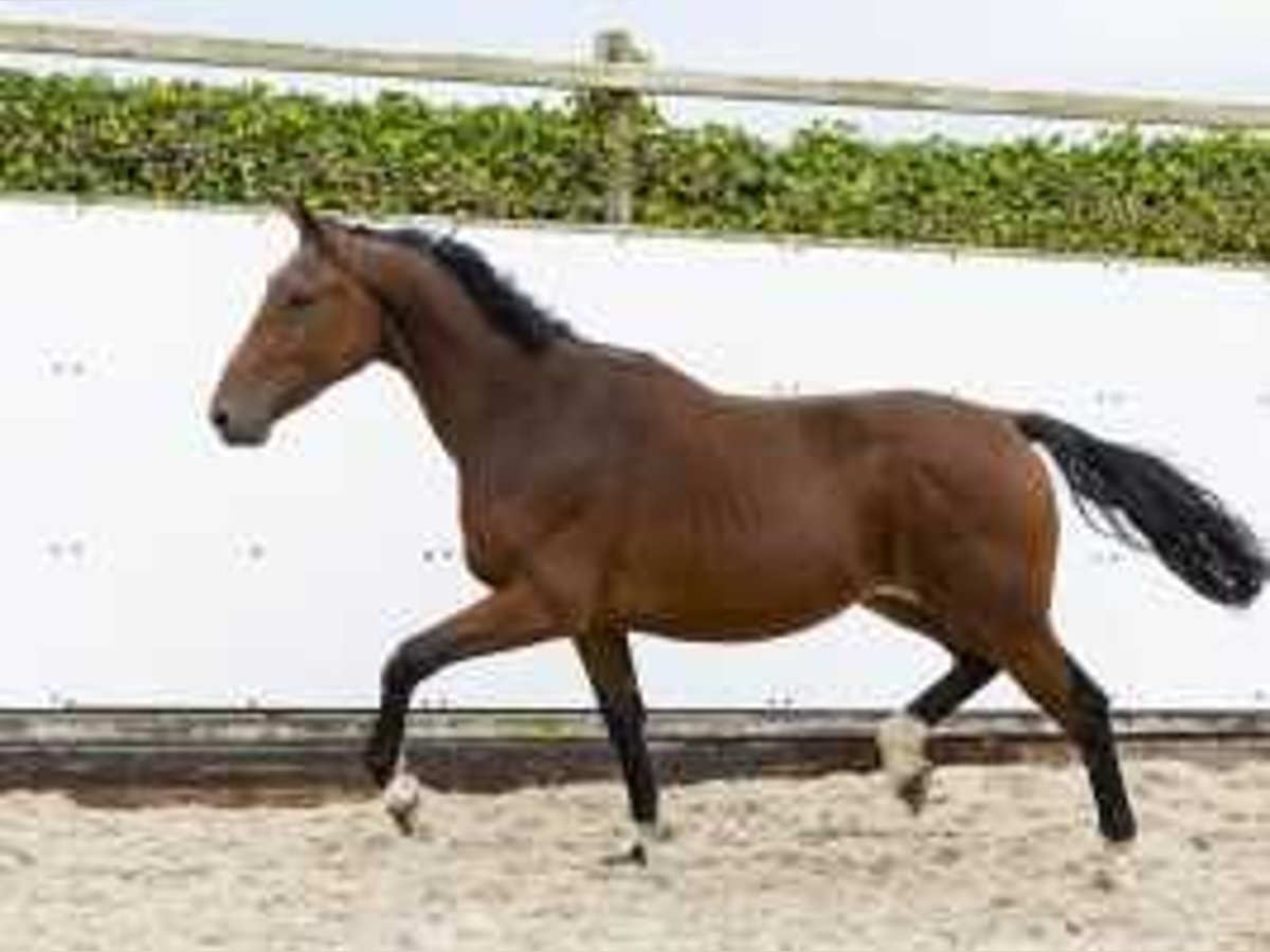 Zangersheide Semental 2 años 164 cm Castaño in Waddinxveen