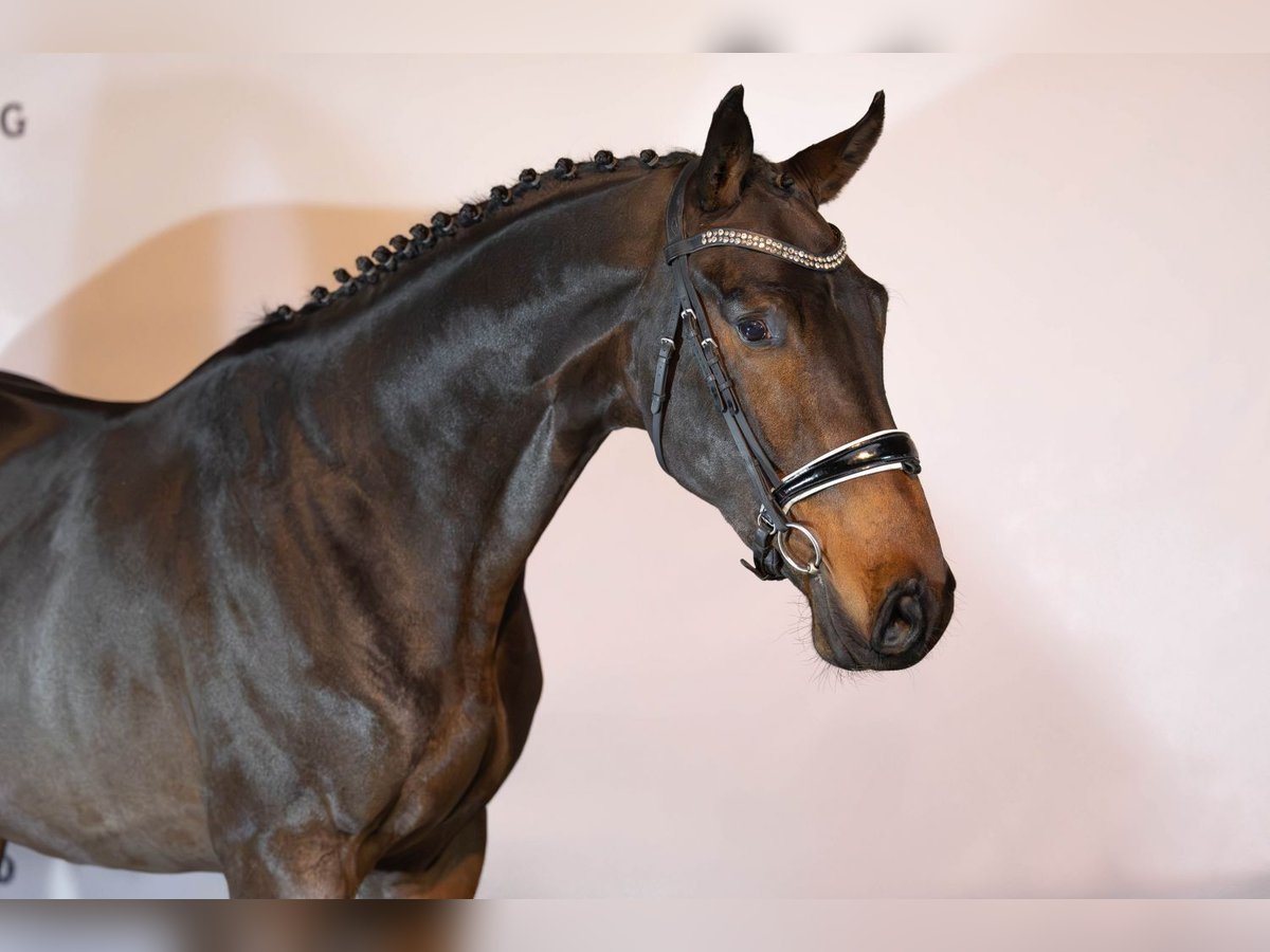 Zangersheide Semental 2 años 167 cm Castaño oscuro in Heerde