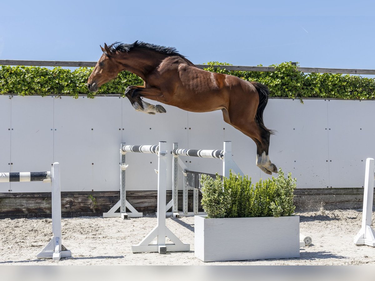 Zangersheide Semental 2 años 170 cm Castaño in Waddinxveen