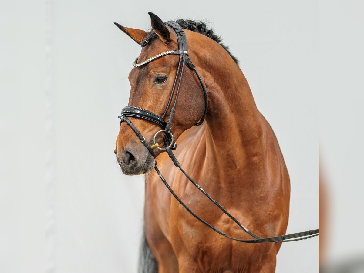 Zangersheide Semental 2 años Castaño in Münster-Handorf