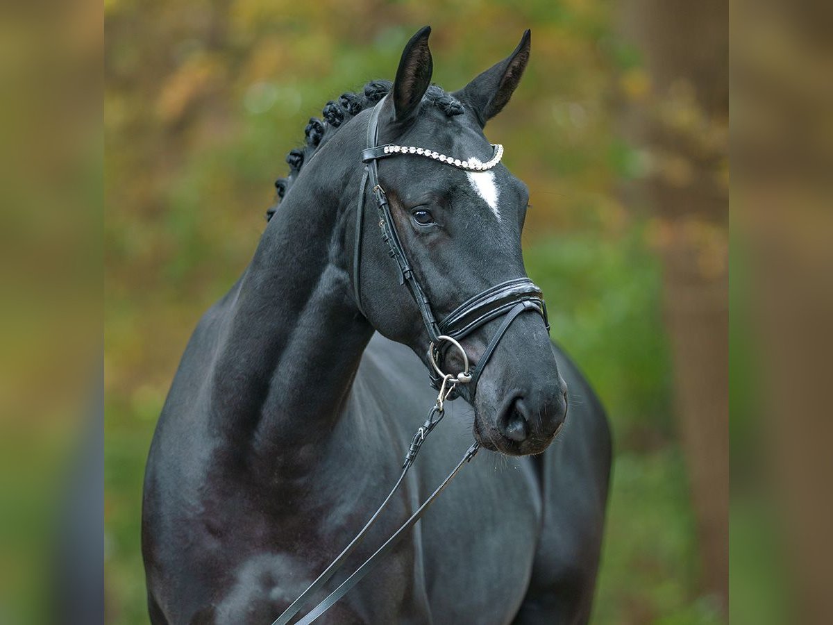 Zangersheide Semental 2 años Negro in Pölchow