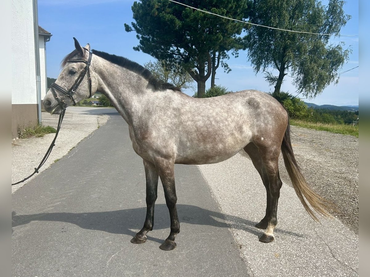 Zangersheide Semental 3 años 155 cm Tordo in Pelmberg