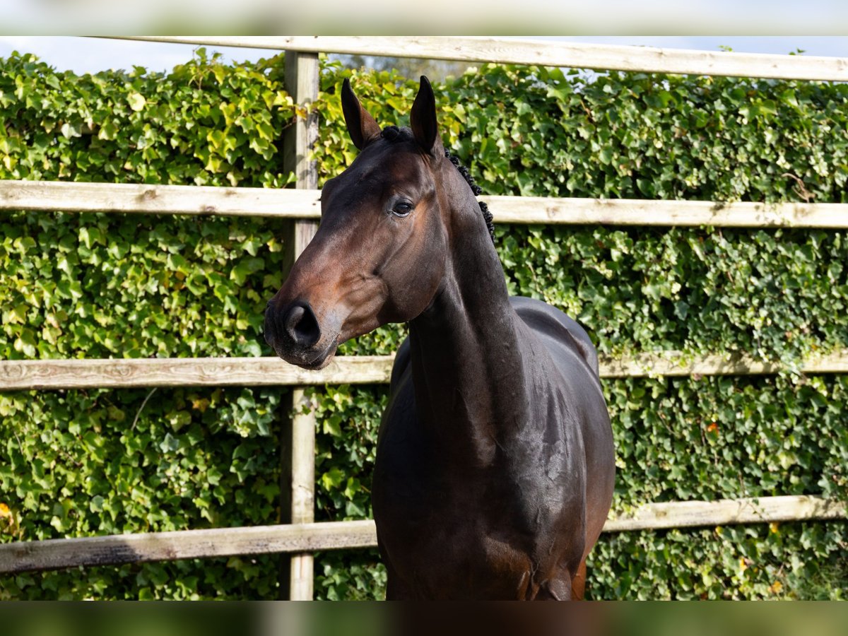 Zangersheide Semental 3 años 165 cm Castaño oscuro in Waddinxveen Zangersheide Semental 3 años 165 cm Castaño oscuro in Waddinxveen