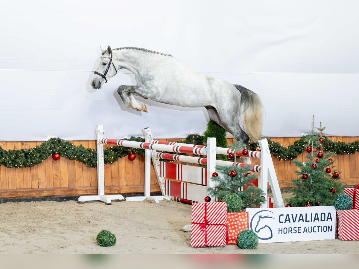 Zangersheide Semental 3 años 165 cm Tordo in Poznań