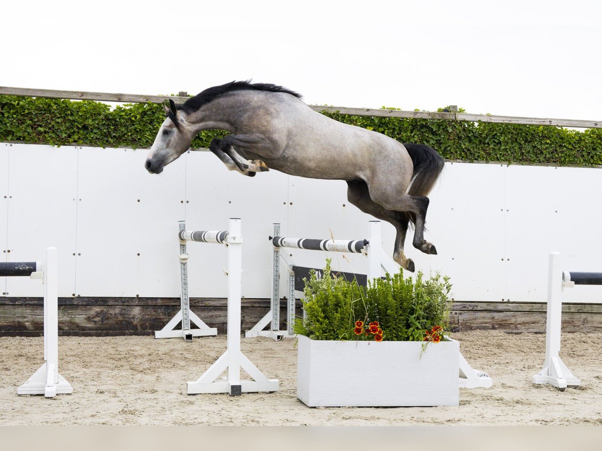 Zangersheide Semental 3 años 167 cm Tordo in Waddinxveen