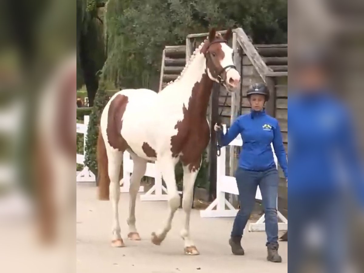 Zangersheide Semental 3 años 168 cm Pío in Seesen