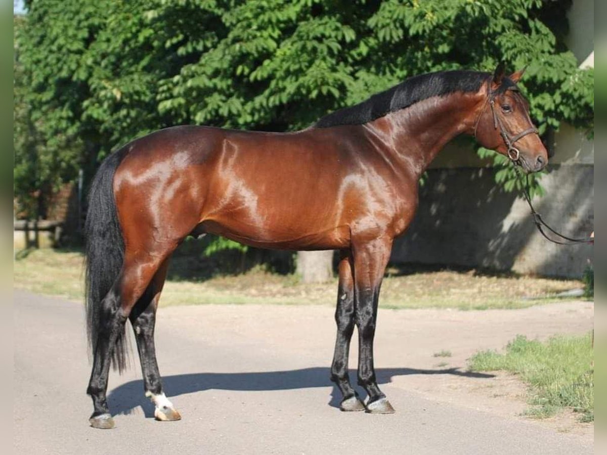 Zangersheide Semental 3 años in Budapest