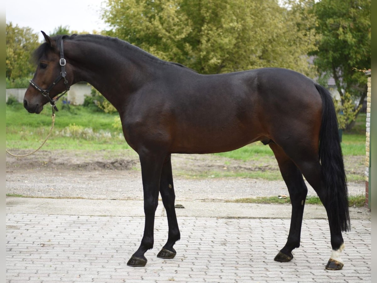 Zangersheide Semental 4 años 170 cm Castaño oscuro in Murska Soboda Zangersheide Semental 4 años 170 cm Castaño oscuro in Murska Soboda