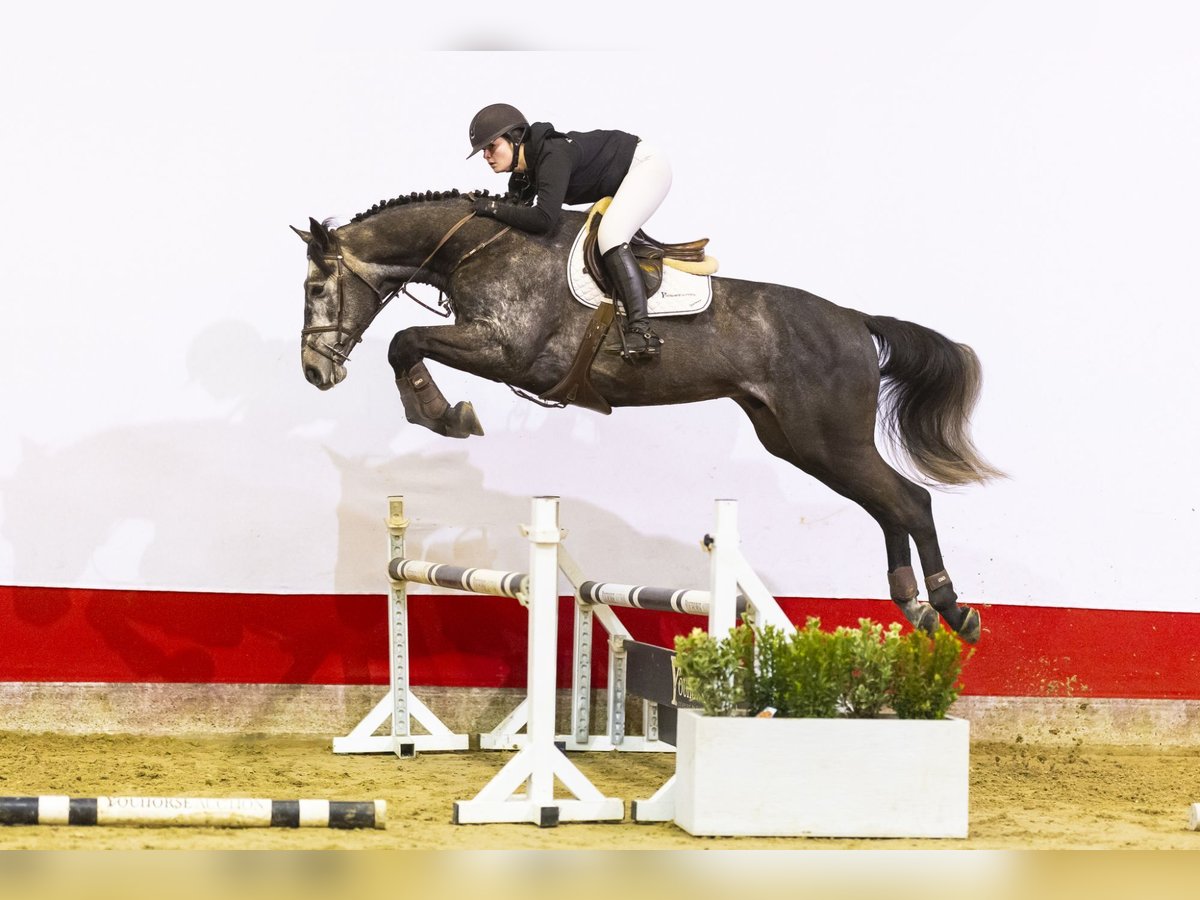 Zangersheide Semental 5 años 171 cm Tordo in Waddinxveen