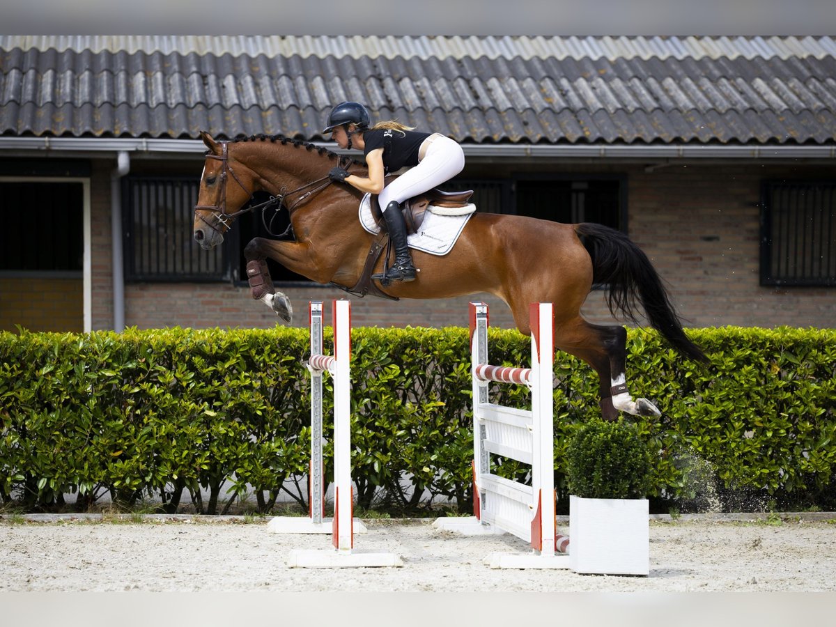 Zangersheide Semental 6 años 170 cm Castaño in Waddinxveen