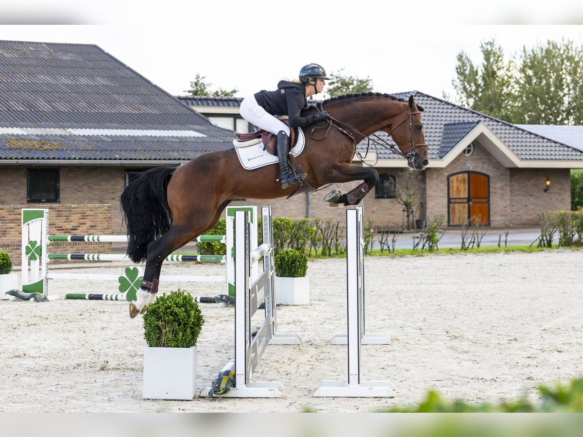 Zangersheide Semental 7 años 170 cm Castaño in Waddinxveen