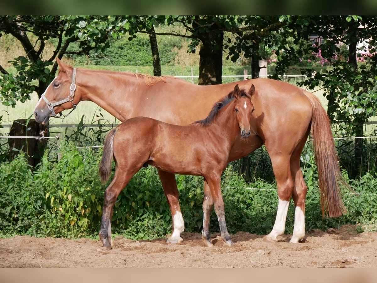 Zangersheide Semental  170 cm Castaño in Seester