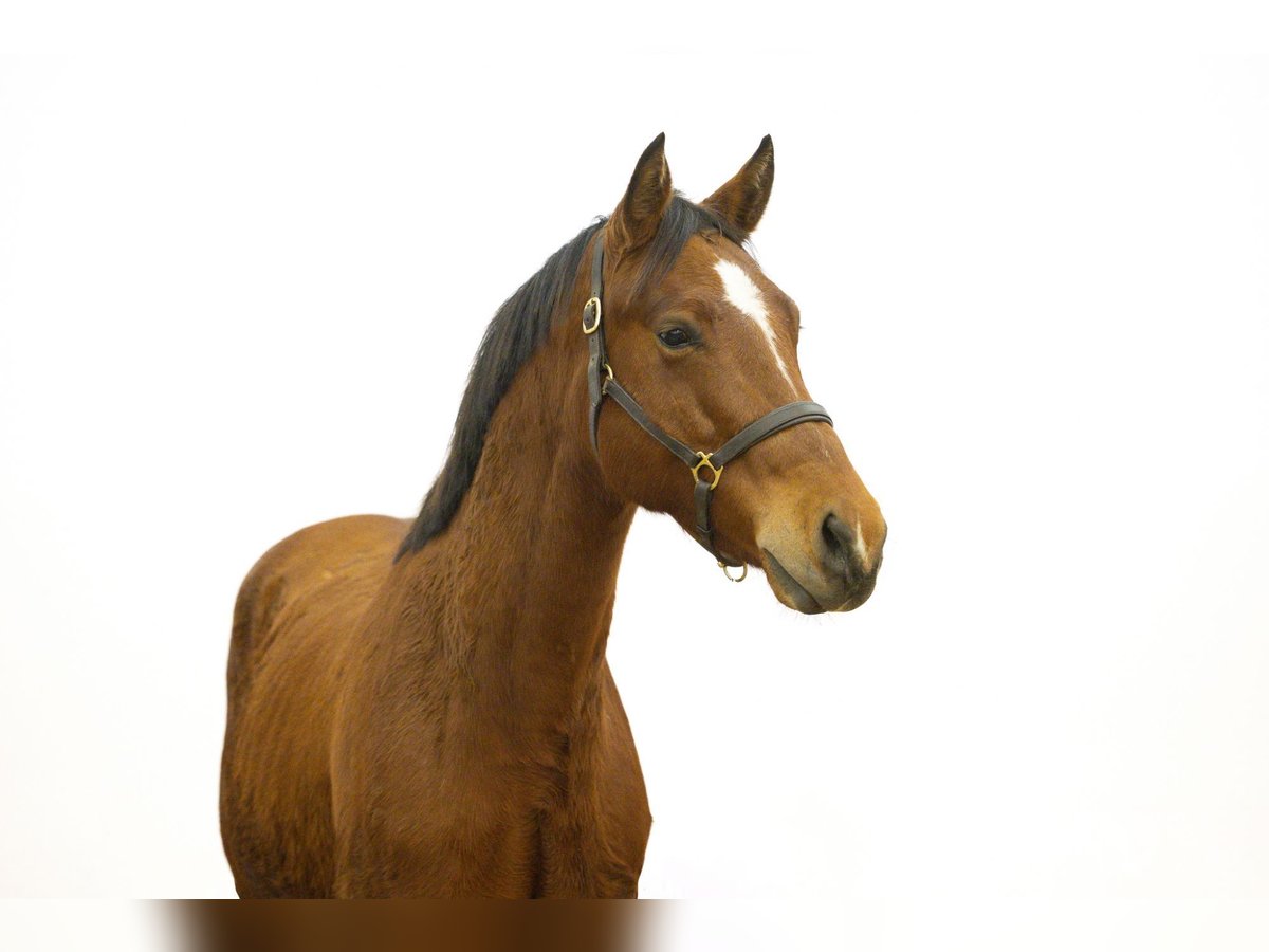 Zangersheide Stallone 2 Anni 154 cm Baio chiaro in Waddinxveen