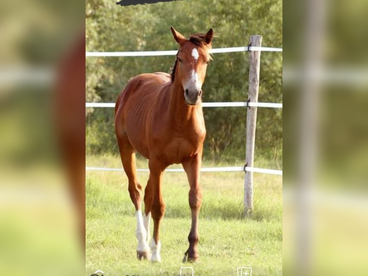 Zangersheide Stallone 2 Anni 158 cm Baio in Trento