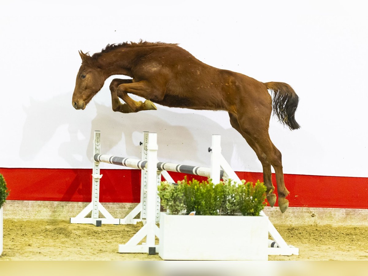 Zangersheide Stallone 2 Anni 164 cm Sauro in Waddinxveen