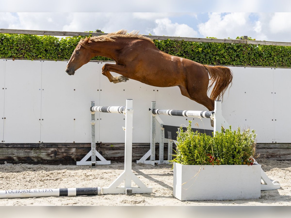 Zangersheide Stallone 2 Anni 165 cm Sauro in Waddinxveen