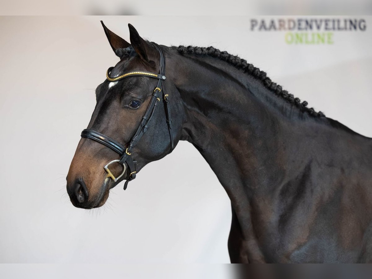 Zangersheide Stallone 2 Anni 166 cm Baio scuro in Heerde