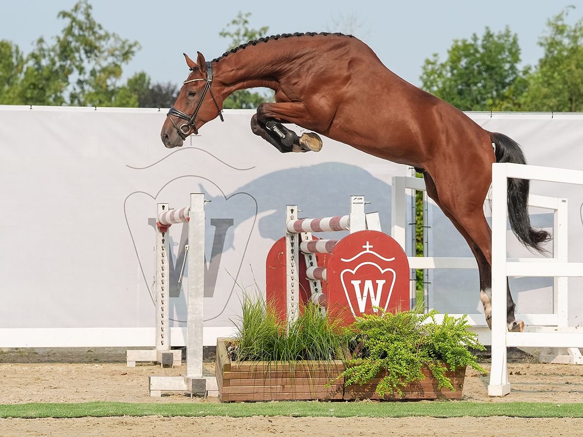 Zangersheide Stallone 2 Anni 166 cm Baio scuro in Münster