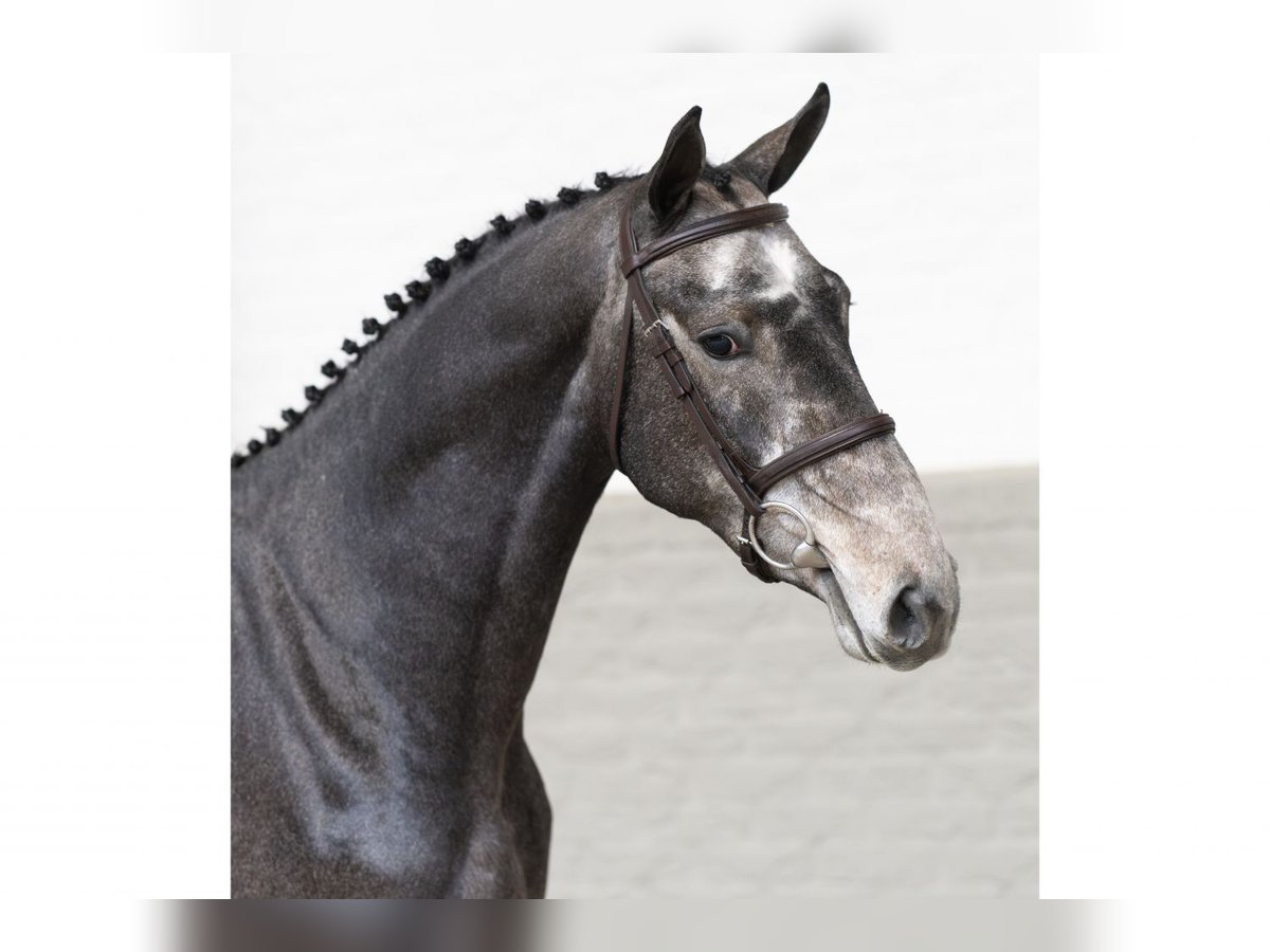 Zangersheide Stallone 2 Anni 166 cm Grigio in Heerde