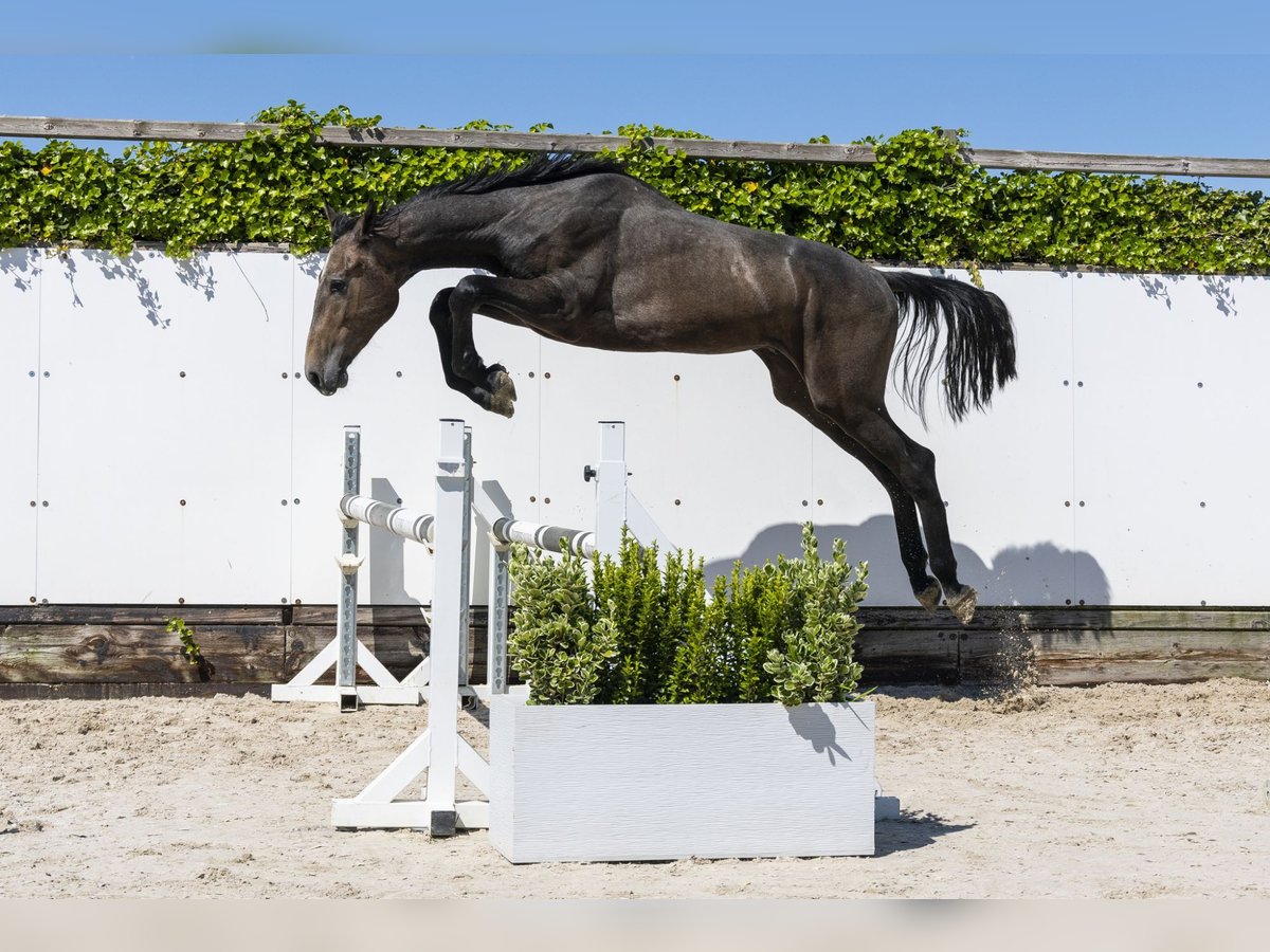 Zangersheide Stallone 2 Anni 166 cm Grullo in Waddinxveen