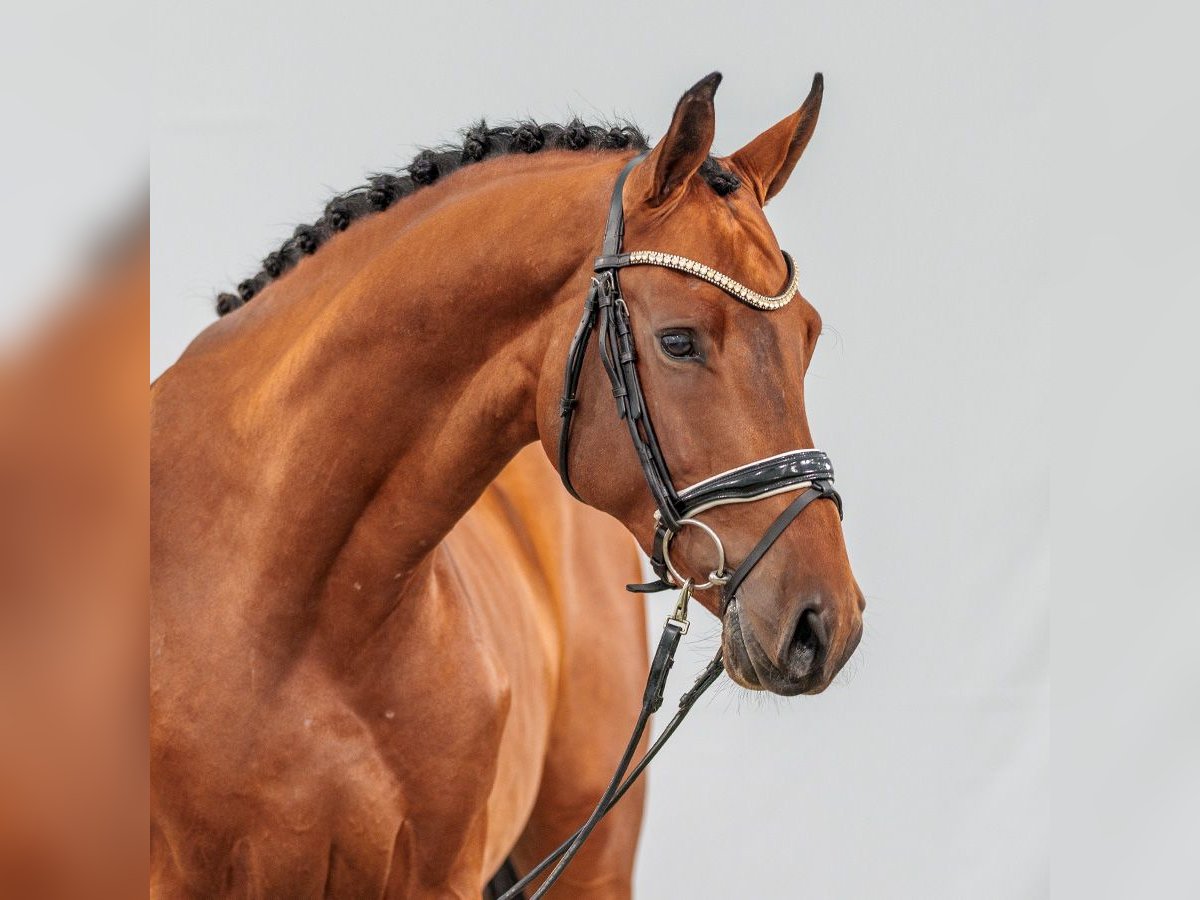 Zangersheide Stallone 2 Anni Baio in Münster-Handorf