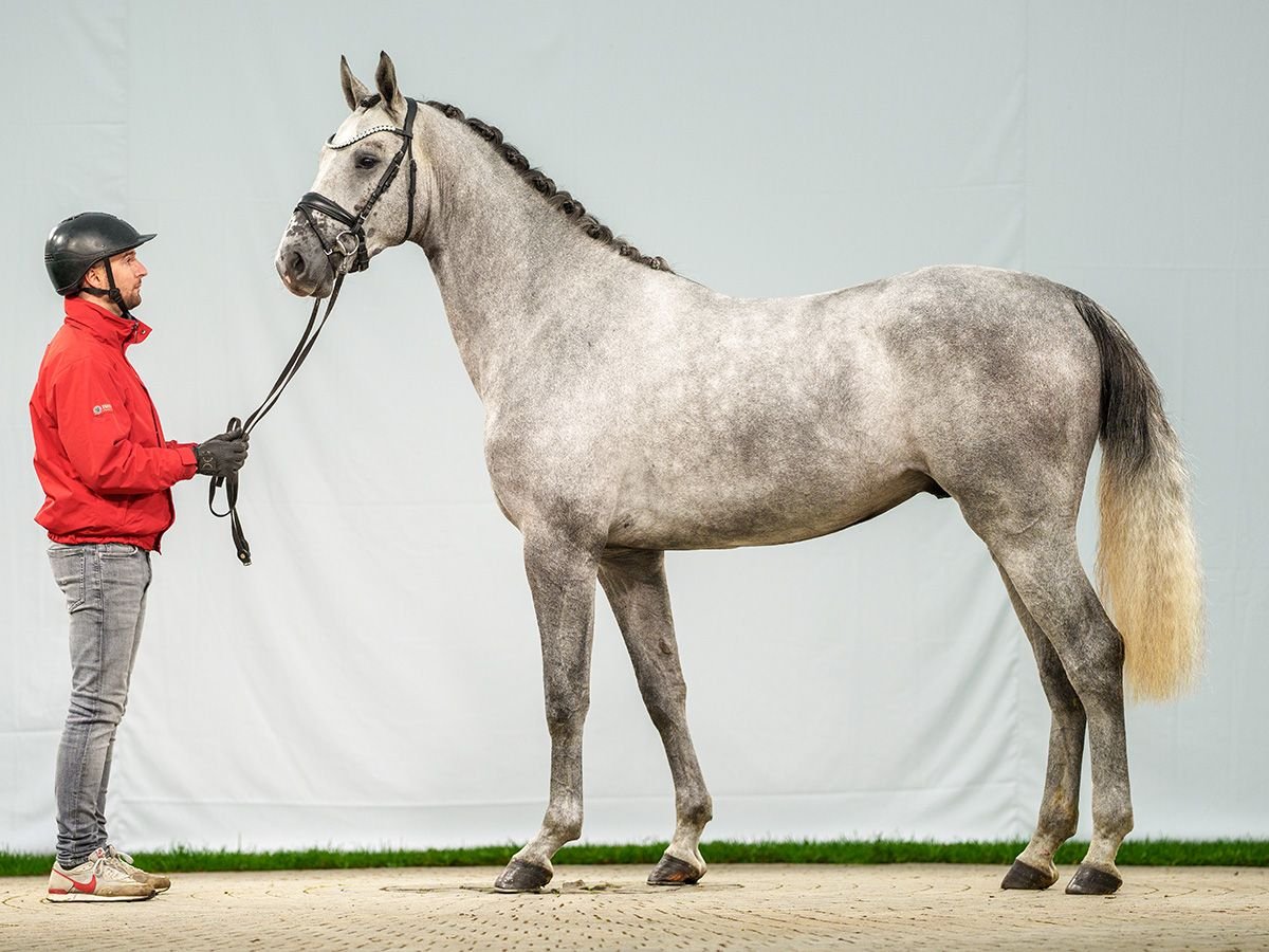 Zangersheide Stallone 2 Anni Grigio in Münster-Handorf