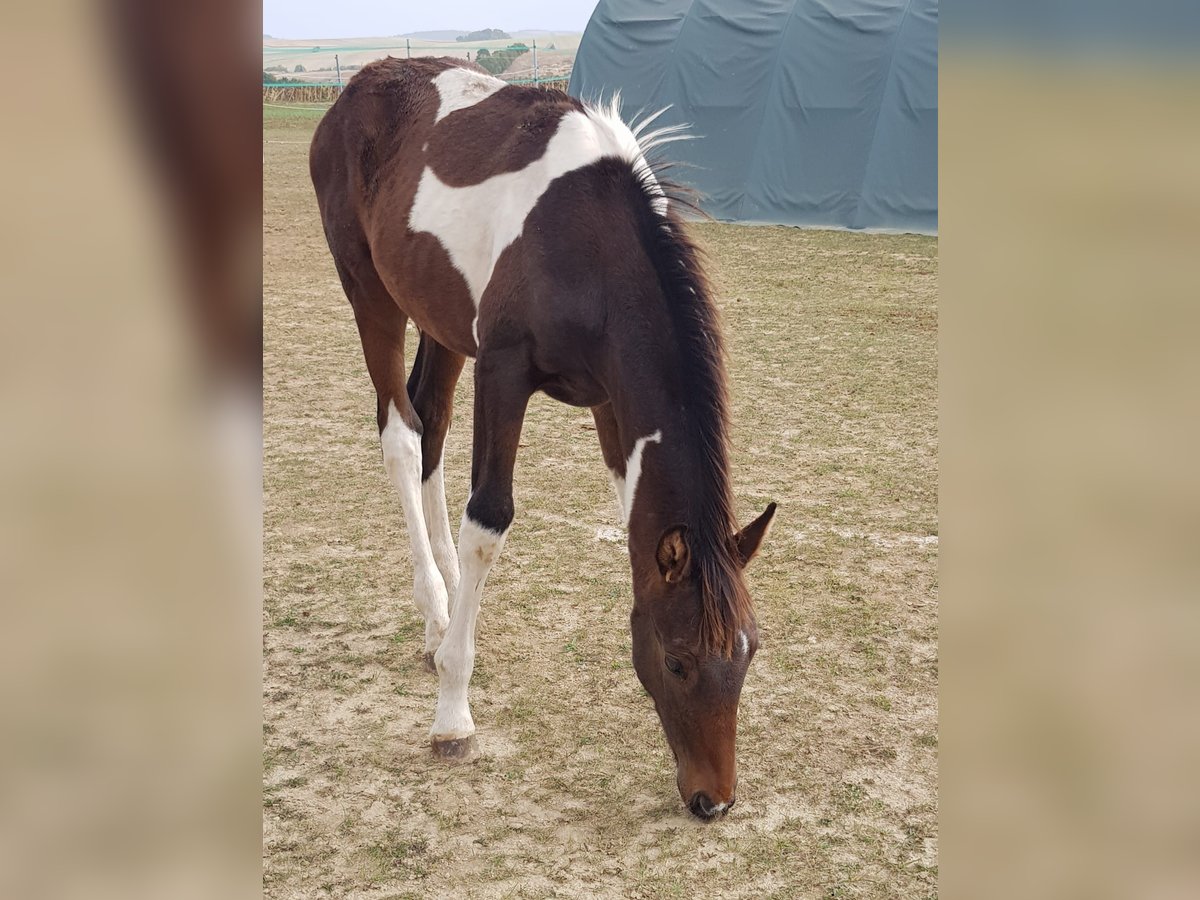Zangersheide Stallone 2 Anni Pezzato in Ketzelsdorf